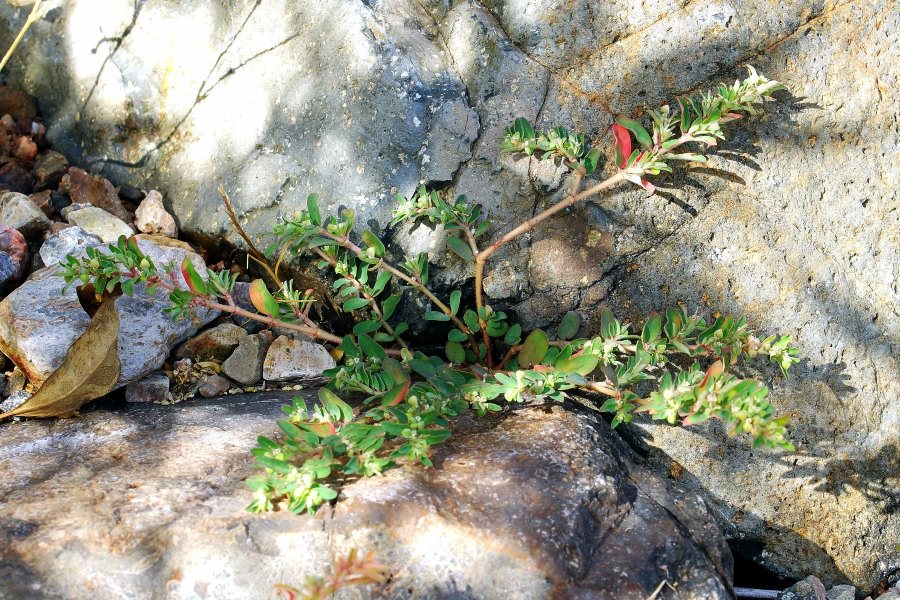 Euphorbia (=Chamaesyce) maculata / Euphorbia macchiata